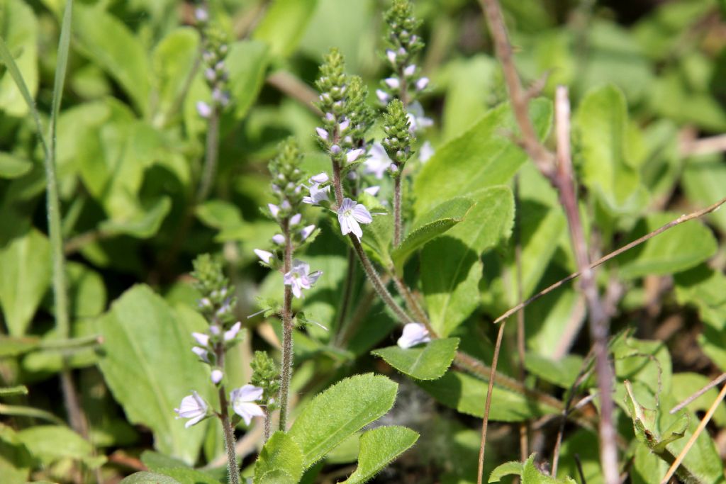 Veronica officinalis / Veronica officinale